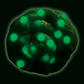 Crazy Aaron’s Mega Pea Pod Glow