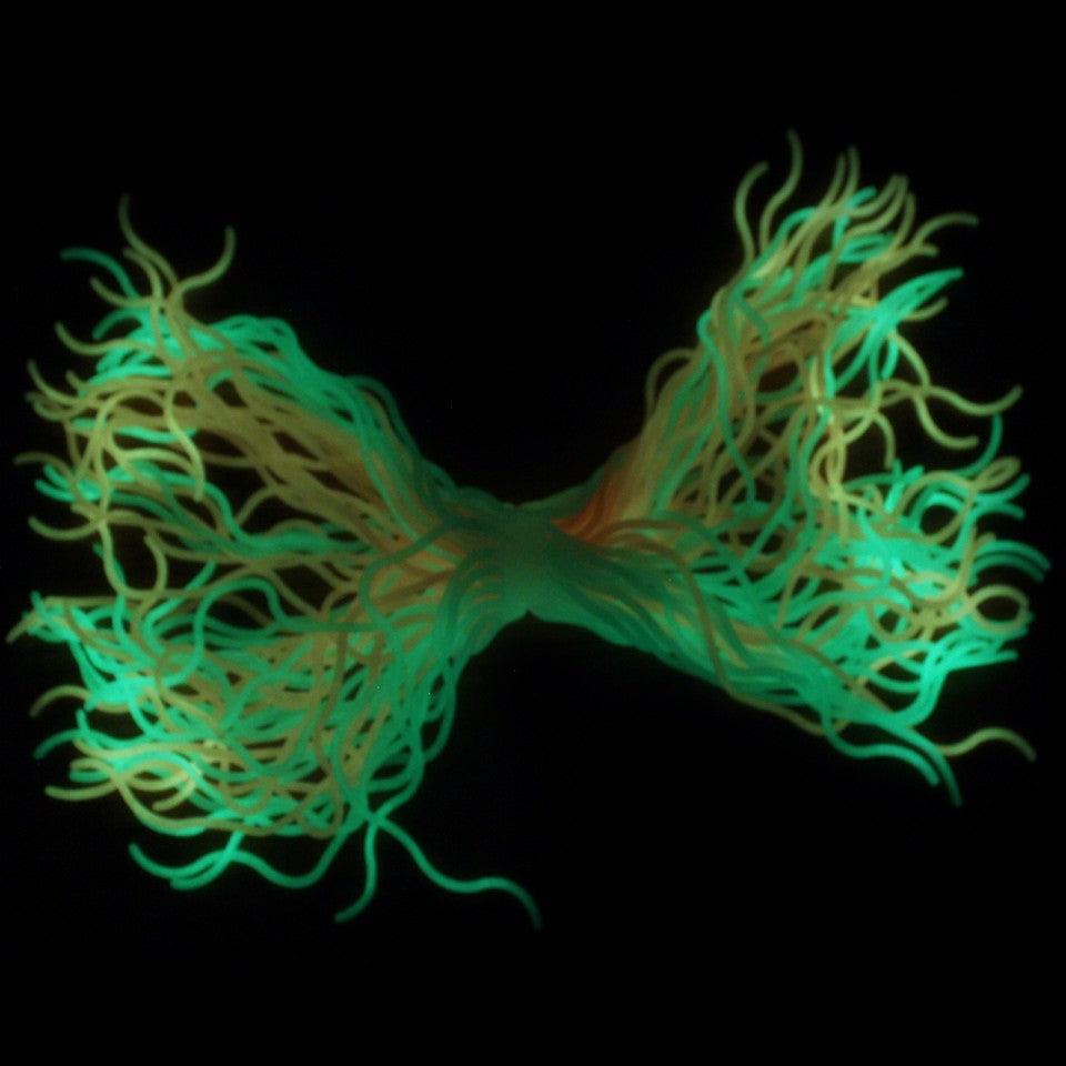Spaghetti Wavy Glow